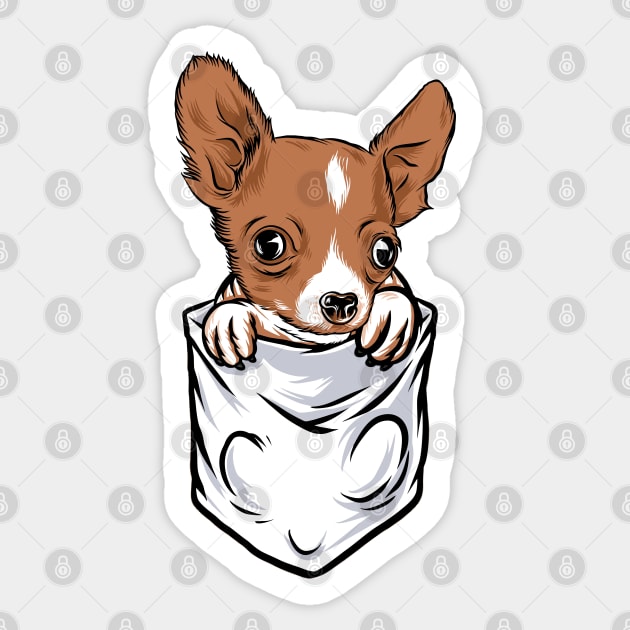 Chihuahua in pocket 2025